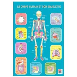 Poster pédagogique plastifié "LE SQUELETTE" - 76 x 52 cm